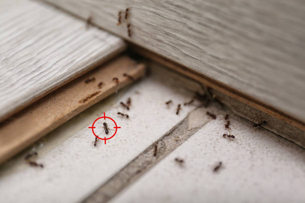 Best Affordable Pest Control Services  in Sherrill, NY